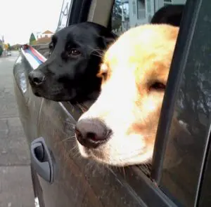 Two dogs, one black and one light brown, stick their heads out of a car window while parked on a street.
