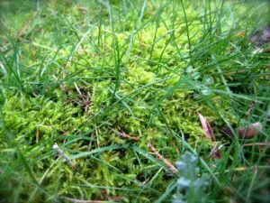 Close-up of green moss growing among blades of grass outdoors.