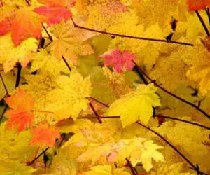 Close-up of autumn maple leaves in shades of yellow, orange, and red on branches.