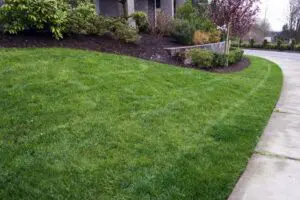 A neatly trimmed green lawn bordered by a sidewalk and landscaped bushes, with a curved driveway on the right side.