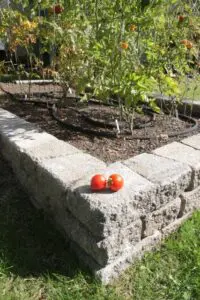Two ripe tomatoes rest on the stone edge of a raised garden bed with tomato plants growing inside.
