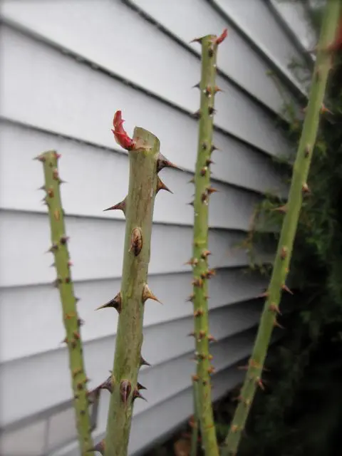 Close-up of thorny green stems of a rose bush with a few red leaves, positioned in front of the siding of a house.