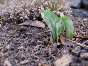 Close-up of tulip shoots emerging from moist soil with a dry leaf nearby and small pink heather flowers in the background.