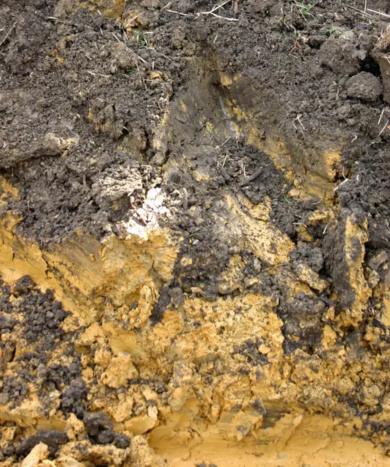 A close-up of a cross-section of soil showing dark brown topsoil above a layer of yellowish-brown subsoil.