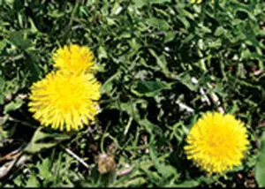 Three bright yellow dandelion flowers are growing among green leaves and grass.