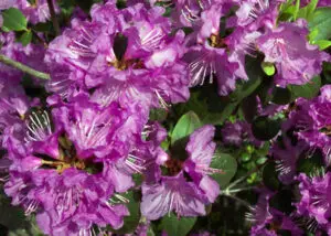 Close-up of a cluster of purple rhododendron flowers with green leaves in the background.
