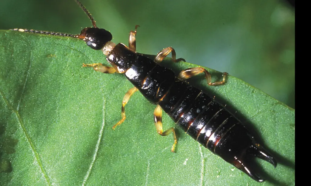 A close-up of an earwig insect with antennae and pincers, standing on a green leaf.