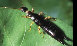 A close-up of an earwig insect with antennae and pincers, standing on a green leaf.
