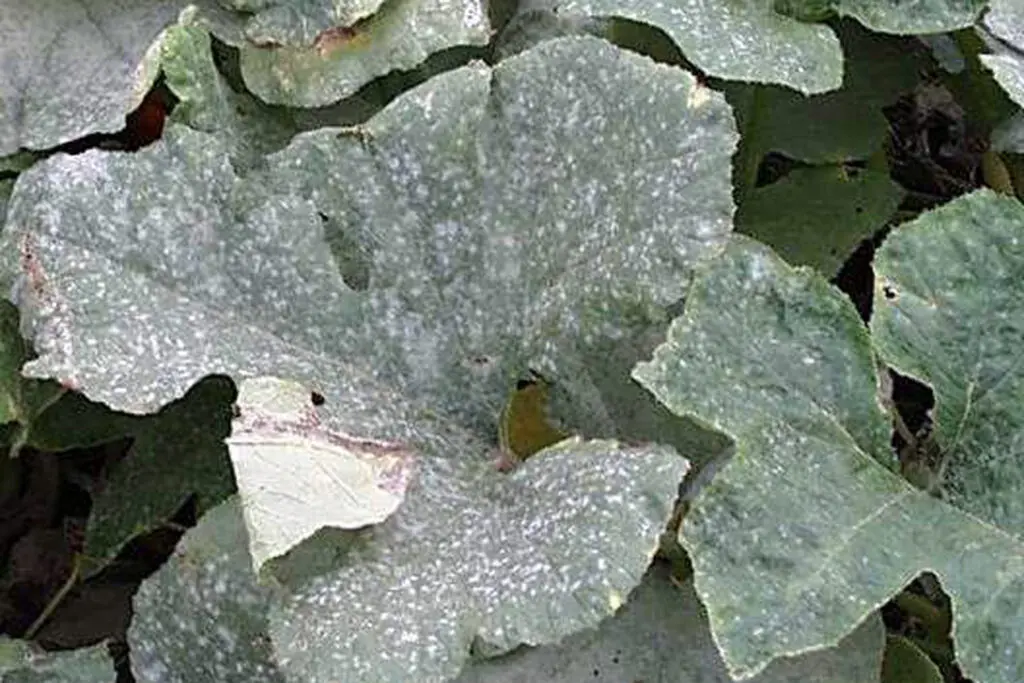 Large green leaves with a powdery white substance covering their surface, likely indicating a fungal infection such as powdery mildew.