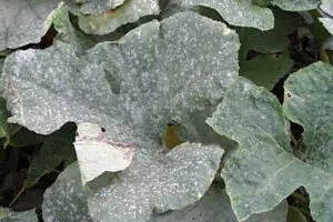 Large green leaves with a powdery white substance covering their surface, likely indicating a fungal infection such as powdery mildew.