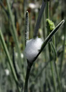 A cluster of white frothy bubbles, known as cuckoo spit, sits on the stem of a green plant.