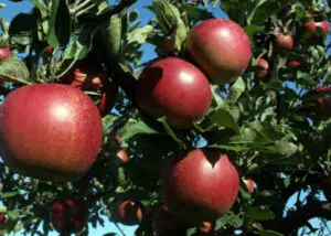 Several red apples hang from the branches of an apple tree with green leaves against a blue sky background.