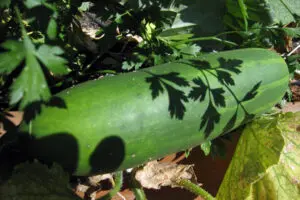 A cucumber lying on the ground with a parsley leaf casting a shadow on its surface.