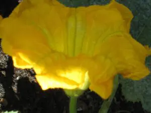 Close-up of a bright yellow flower with ruffled petals, growing from green stems in soil, photographed in natural light.