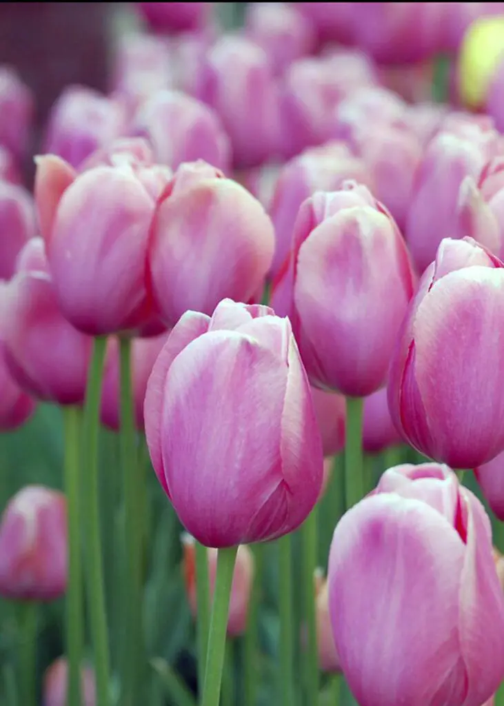 A cluster of pink tulips in bloom, with green stems and blurred background.