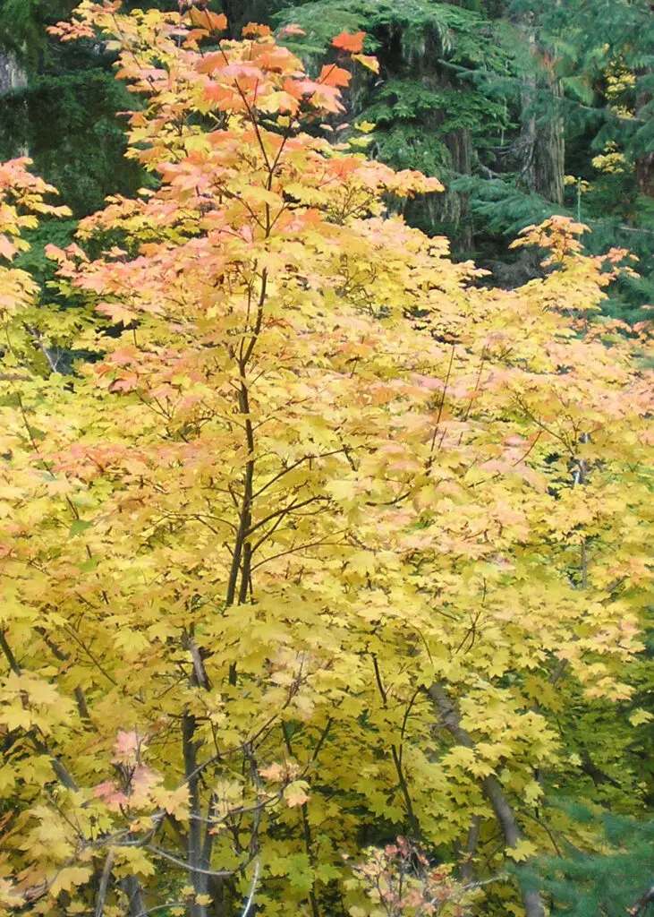 A tall maple tree with yellow and orange leaves stands in front of green conifer trees, indicating early autumn foliage.