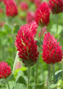 Close-up of red clover flowers with elongated, bright red spikes and green leaves, growing outdoors in a field.