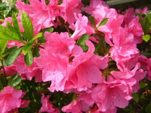 Close-up of vibrant pink azalea flowers in full bloom, surrounded by green leaves.