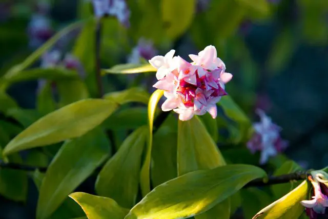 Close-up of a pink and white flower with pointed petals, surrounded by green leaves in natural sunlight.