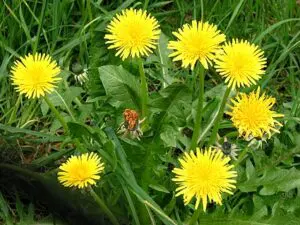 A cluster of bright yellow dandelion flowers with jagged green leaves growing among grass.