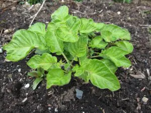 A young potato plant with broad green leaves growing in dark, loose soil in a garden bed.
