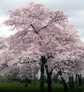 A row of cherry blossom trees with light pink flowers in full bloom stands on green grass under a cloudy sky.