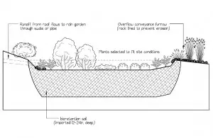 raingarden1-300x195