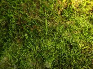 Close-up view of green moss growing densely on a surface.