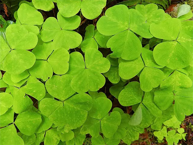 A cluster of bright green, three-leaf clover plants with heart-shaped leaves covering the ground.
