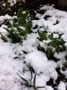 Green tulip shoots emerging from dark soil are partially covered by a thin layer of snow.