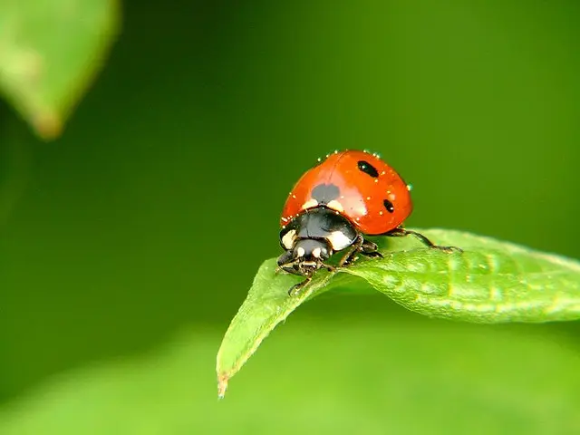 A close-up of a red ladybug with black spots sitting on the edge of a green leaf against a blurred green background.