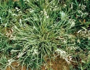 Close-up of a clump of grassy weeds growing in soil, with narrow green leaves and small white seed heads.