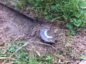 A partially buried, round irrigation sprinkler head is visible among grass and dirt, with the top marked by a worn white curved line.