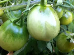 Close-up of unripe green tomatoes growing on a vine with leaves and stems visible in the background.