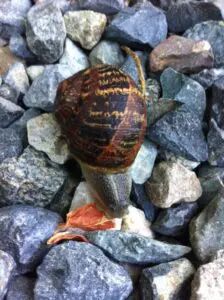 A brown garden snail with a patterned shell crawls over gray and white rocks.