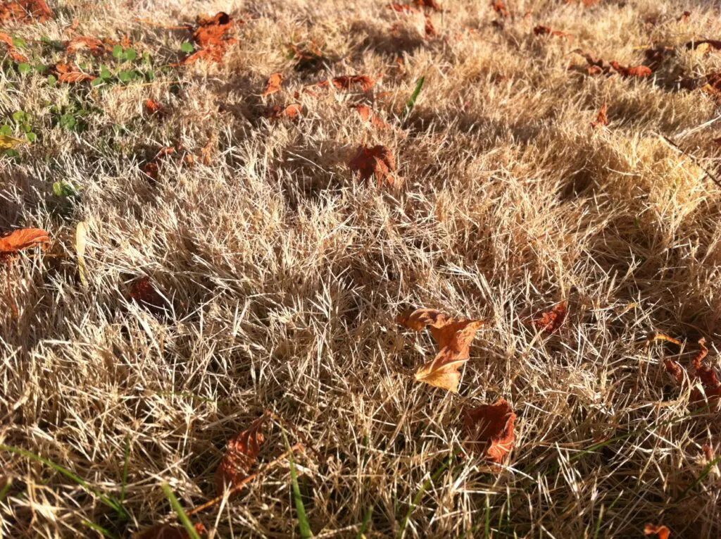 Close-up of dry, brown grass with scattered fallen autumn leaves on the ground.