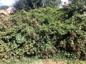 Dense overgrowth of green and brown blackberry bushes filling the frame, with a glimpse of a house and trees in the background.