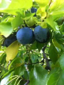 Two ripe, dark blue plums growing on a tree branch surrounded by green leaves.