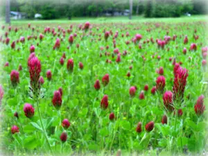 A field of crimson clover flowers with green leaves, showing numerous red flower spikes under an overcast sky.