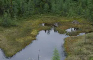 A small pond surrounded by moss and dense coniferous trees in a forested area.