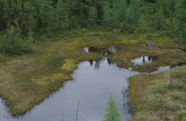 A small pond surrounded by moss and dense coniferous trees in a forested area.