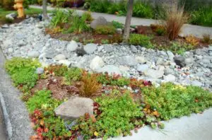 A landscaped roadside area with green ground cover, succulents, rocks, gravel, and a few young trees near a sidewalk.