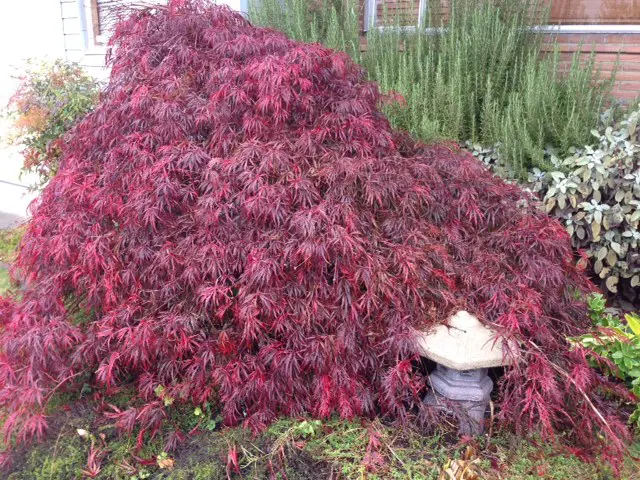 A Japanese maple tree with dense red leaves covers part of a small stone garden ornament in front of a house.