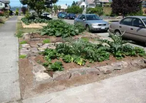 A residential street with vegetable and plant beds bordered by rocks in the space between the sidewalk and parked cars.