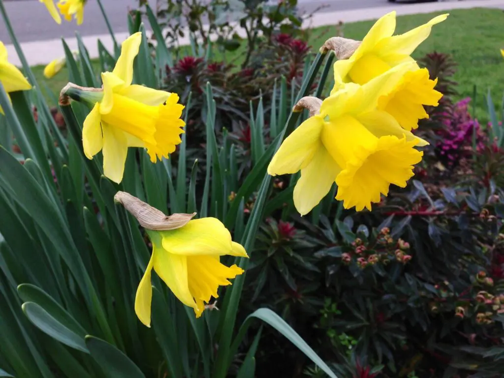 Close-up of yellow daffodil flowers with long green leaves, set against a background of dark green shrubs and a bit of lawn.