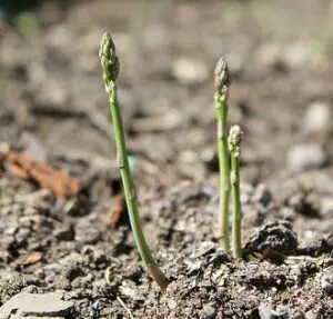 Three asparagus spears are emerging from the soil in a garden bed, surrounded by dirt and small pieces of organic matter.