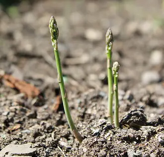 Three asparagus spears are emerging from the soil in a garden bed, surrounded by dirt and small pieces of organic matter.