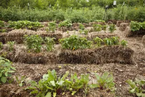 Vegetable garden with plants growing in rows on straw bales and soil, surrounded by green trees and fenced in the background.