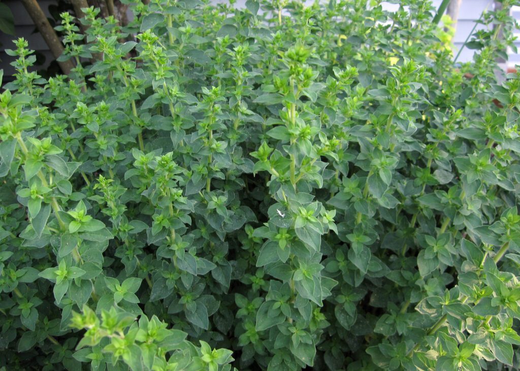 Dense cluster of oregano plants with green leaves growing outdoors.