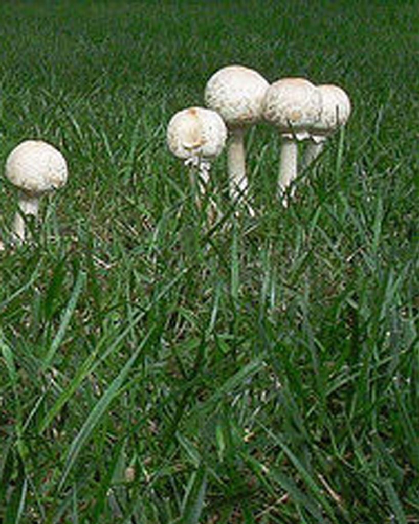 Several white mushrooms growing in a cluster on green grass.